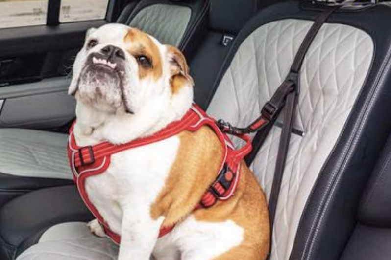 15 Practical Gifts for New Dog Moms They'll Actually Use screenshot 2026 06 18 at 12.09.05 pm